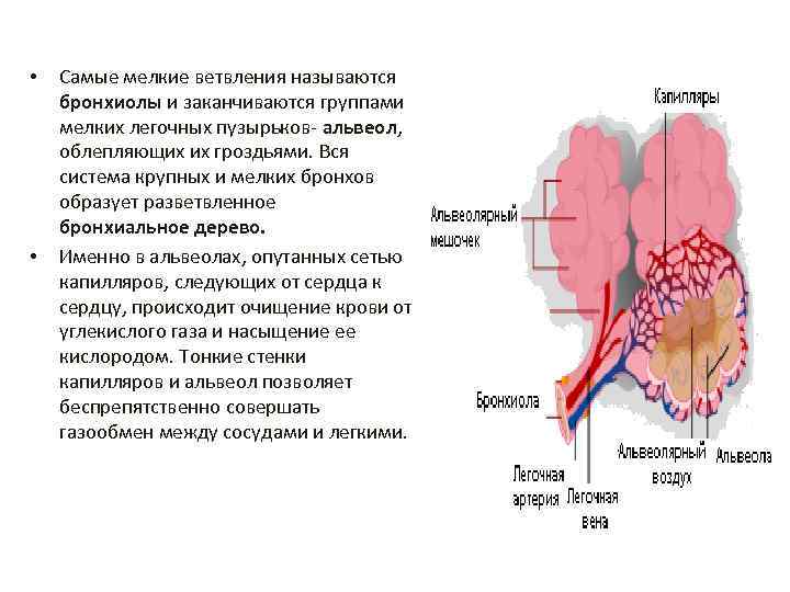  • • Самые мелкие ветвления называются бронхиолы и заканчиваются группами мелких легочных пузырьков-