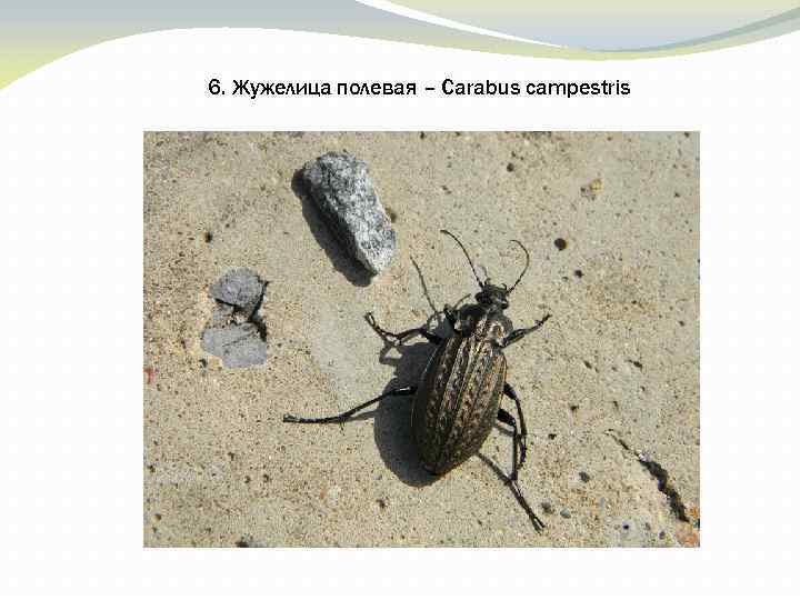 6. Жужелица полевая – Carabus campestris 