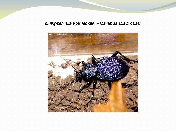 9. Жужелица крымская – Carabus scabrosus 