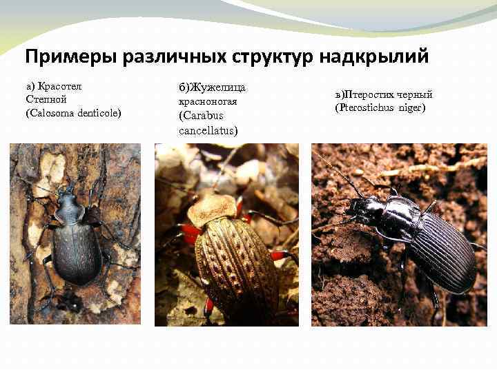 Примеры различных структур надкрылий а) Красотел Степной (Calosoma denticole) б)Жужелица красноногая (Carabus cancellatus) в)Птеростих