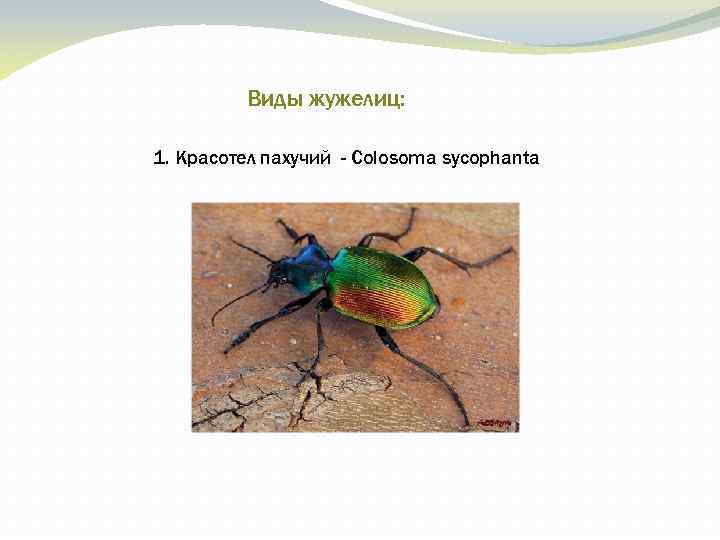 Виды жужелиц: 1. Красотел пахучий - Colosoma sycophanta 