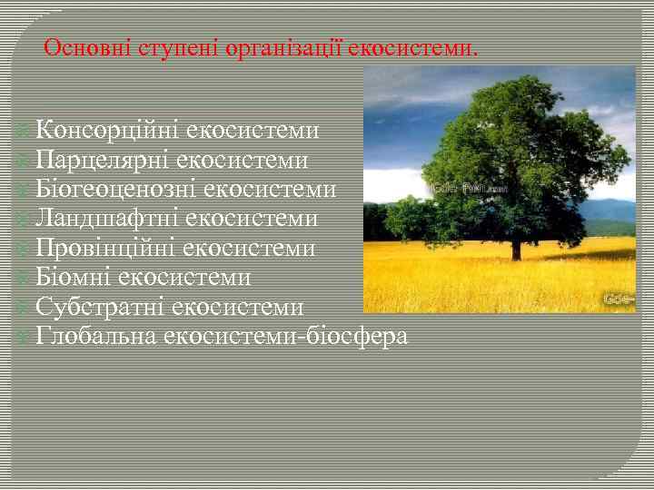 Основні ступені організації екосистеми. Консорційні екосистеми Парцелярні екосистеми Біогеоценозні екосистеми Ландшафтні екосистеми Провінційні екосистеми