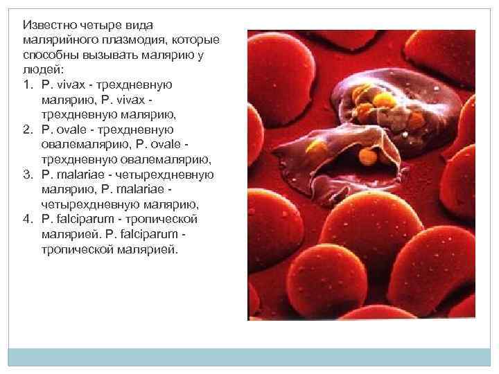 Известно четыре вида малярийного плазмодия, которые способны вызывать малярию у людей: 1. P. vivax