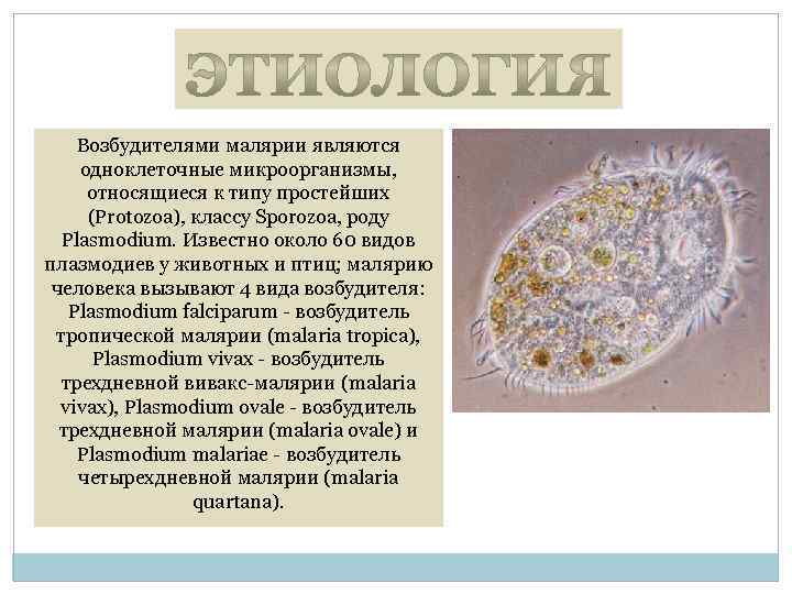 Возбудителями малярии являются одноклеточные микроорганизмы, относящиеся к типу простейших (Protozoa), классу Sporozoa, poдy Plasmodium.
