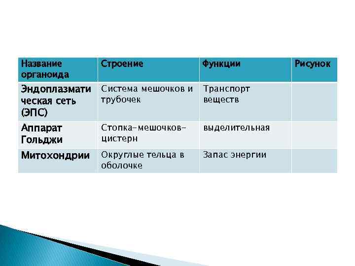 Название органоида Строение Функции Эндоплазмати Система мешочков и трубочек ческая сеть (ЭПС) Транспорт веществ