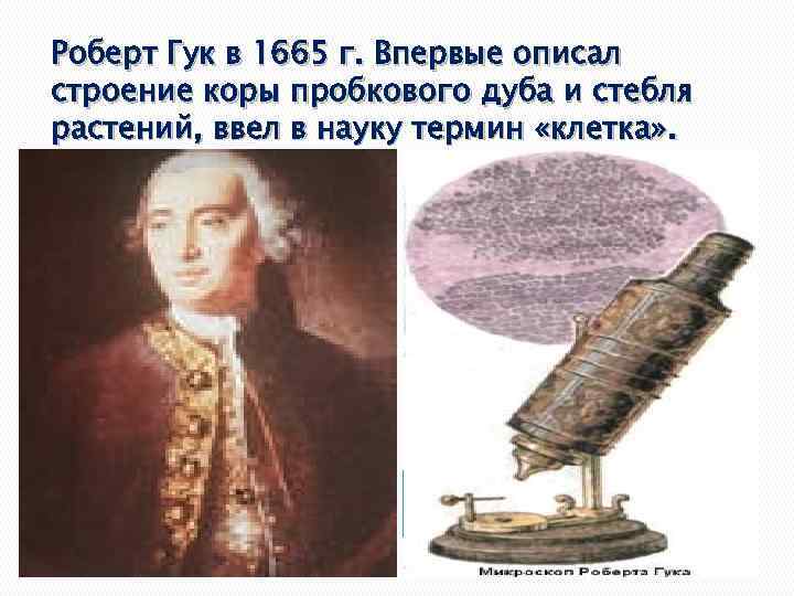 Роберт Гук в 1665 г. Впервые описал строение коры пробкового дуба и стебля растений,