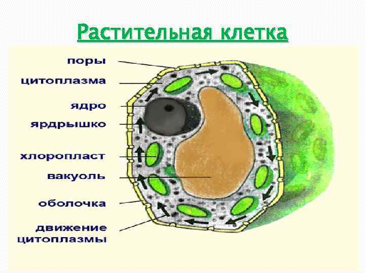 Растительная клетка 