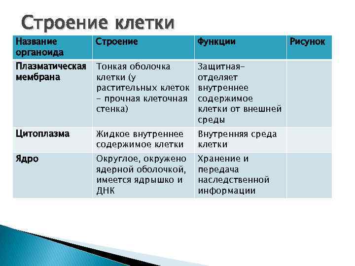 Клетка оболочка функции. Название клеток. Оболочка клетки строение и функции. Внутренние жидкое содержимое клетки называется. Наука изучающая строение и функции клеток называется.