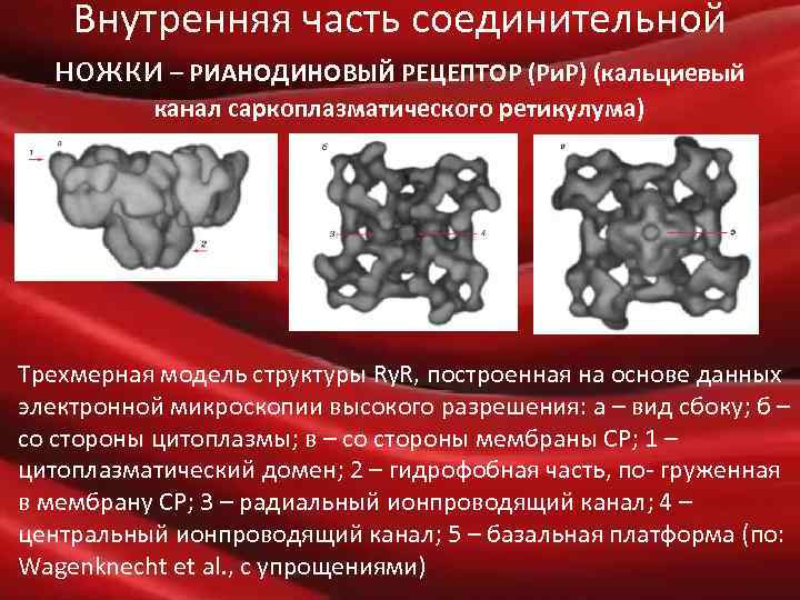 Внутренняя часть соединительной ножки – РИАНОДИНОВЫЙ РЕЦЕПТОР (Ри. Р) (кальциевый канал саркоплазматического ретикулума) Трехмерная