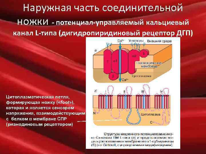 Наружная часть соединительной ножки - потенциал-управляемый кальциевый канал L-типа (дигидропиридиновый рецептор ДГП) Цитоплазматическая петля,