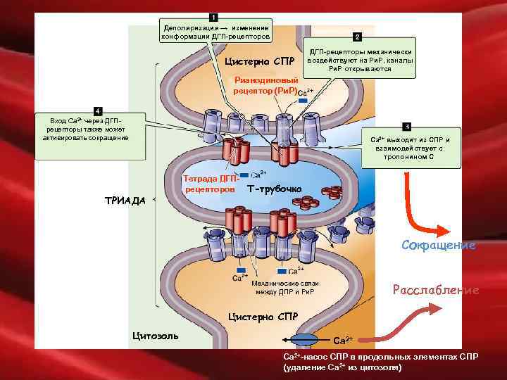Деполяризация → изменение конформации ДГП-рецепторов Цистерна СПР ДГП-рецепторы механически воздействуют на Ри. Р, каналы