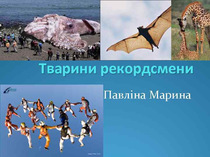 Тварини рекордсмени Павліна Марина 