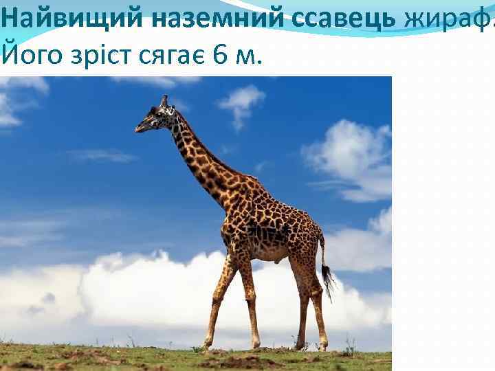 Найвищий наземний ссавець жираф. Його зріст сягає 6 м. 