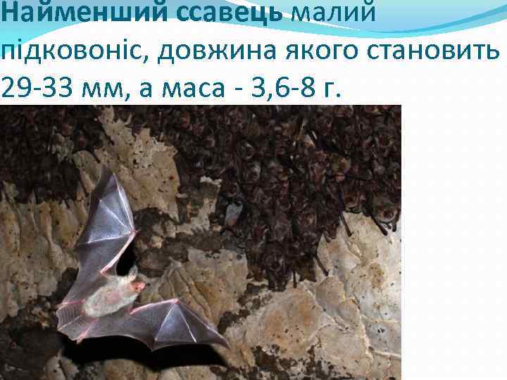 Найменший ссавець малий підковоніс, довжина якого становить 29 -33 мм, а маса - 3,