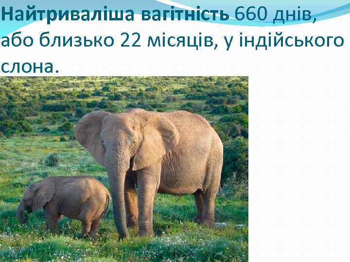 Найтриваліша вагітність 660 днів, або близько 22 місяців, у індійського слона. 