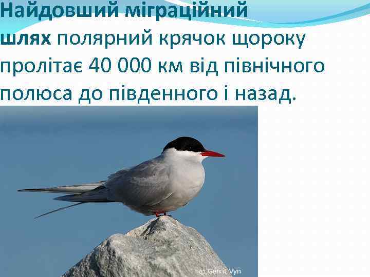 Найдовший міграційний шлях полярний крячок щороку пролітає 40 000 км від північного полюса до