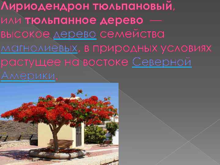 Лириодендрон тюльпановый, или тюльпанное дерево — высокое дерево семейства магнолиевых, в природных условиях растущее
