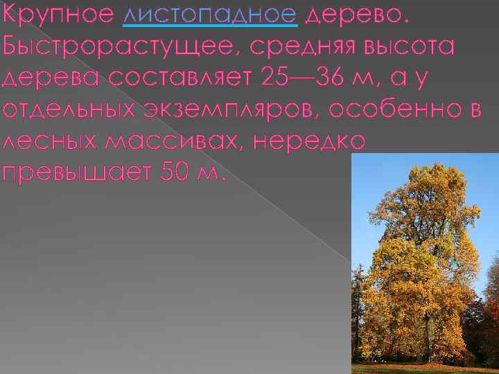 Крупное листопадное дерево. Быстрорастущее, средняя высота дерева составляет 25— 36 м, а у отдельных