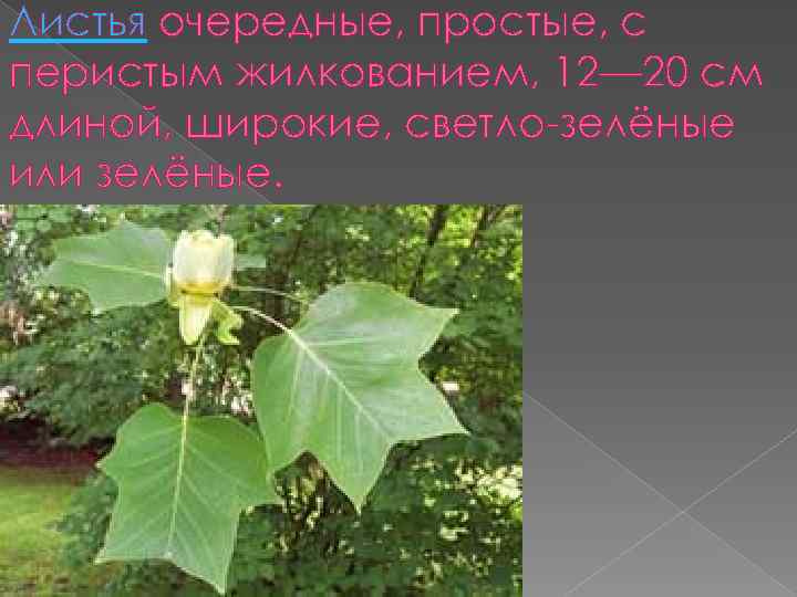 Листья очередные, простые, с перистым жилкованием, 12— 20 см длиной, широкие, светло-зелёные или зелёные.