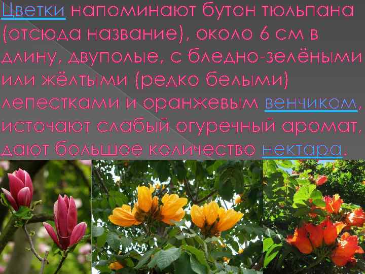 Цветки напоминают бутон тюльпана (отсюда название), около 6 см в длину, двуполые, с бледно-зелёными