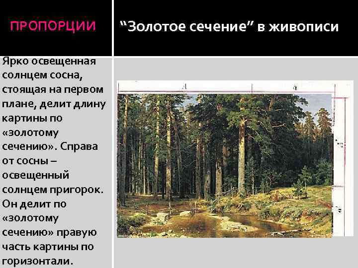 ПРОПОРЦИИ Ярко освещенная солнцем сосна, стоящая на первом плане, делит длину картины по «золотому