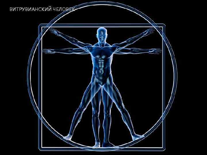 ВИТРУВИАНСКИЙ ЧЕЛОВЕК 