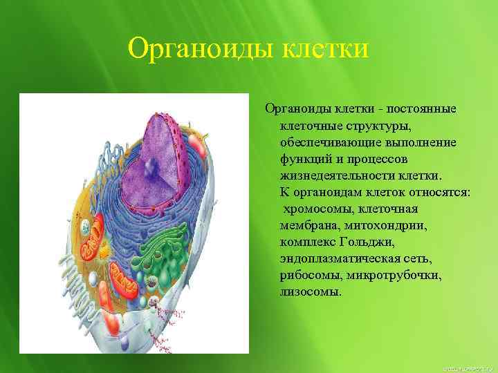 Образование органоидов клетки