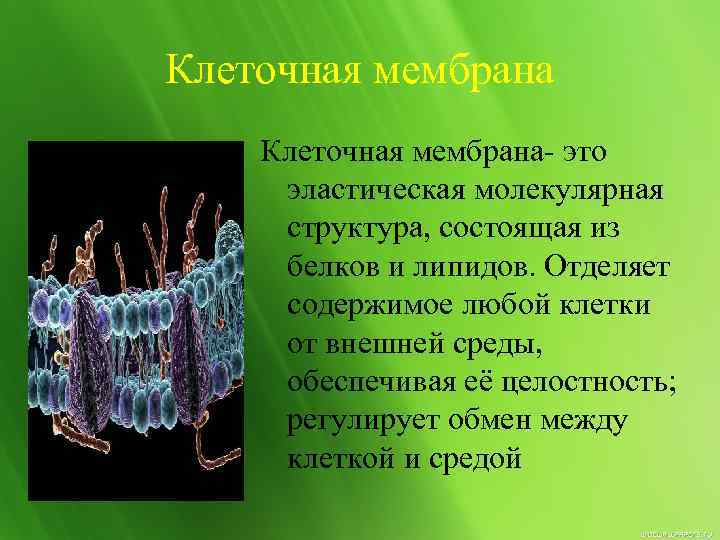 Защищает и отделяет клетку от внешней среды. Эластическая молекулярная структура состоящая из белков и липидов. оболочка которая отделяет содержимое клетки от внешней. наружная эластическая мембрана. клетку окружает и отделяет от внешней среды 5 класс биология ответы.