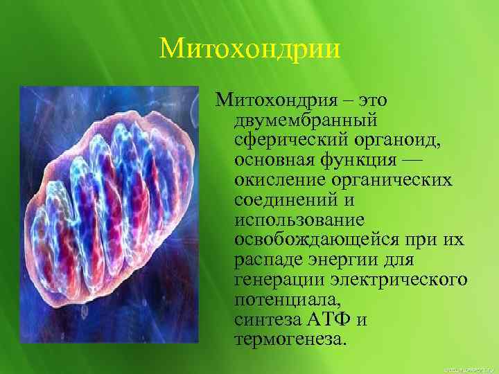 Митохондрии Митохондрия – это двумембранный сферический органоид, основная функция — окисление органических соединений и