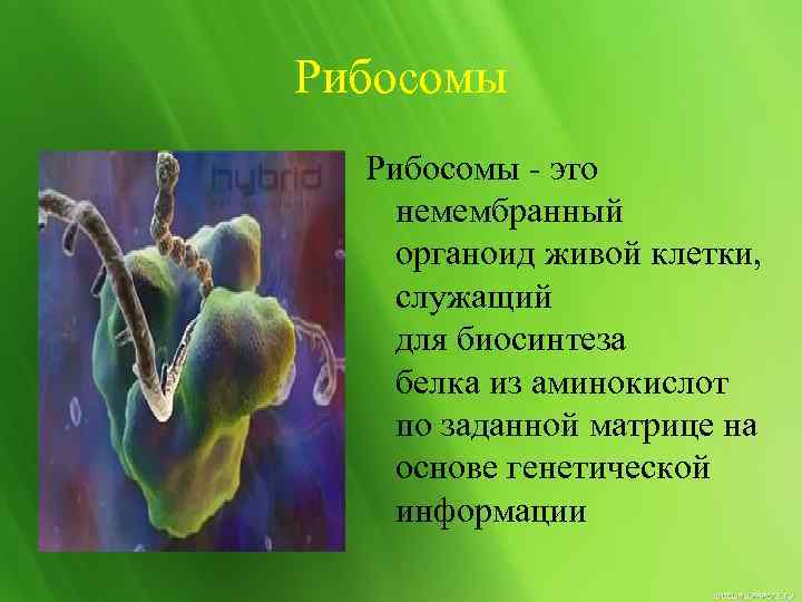 Рибосомы - это немембранный органоид живой клетки, служащий для биосинтеза белка из аминокислот по