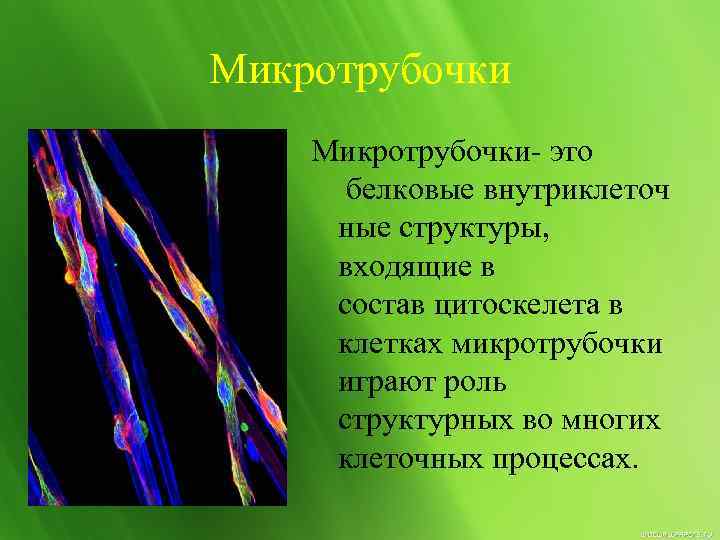 Микротрубочки- это белковые внутриклеточ ные структуры, входящие в состав цитоскелета в клетках микротрубочки играют