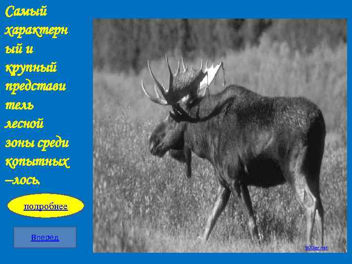 Самый характерн ый и крупный представи тель лесной зоны среди копытных –лось. подробнее Вперед