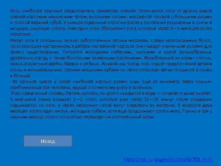 Лось наиболее крупный представитель семейства оленей. Отличаются лоси от других видов оленей коротким неуклюжим