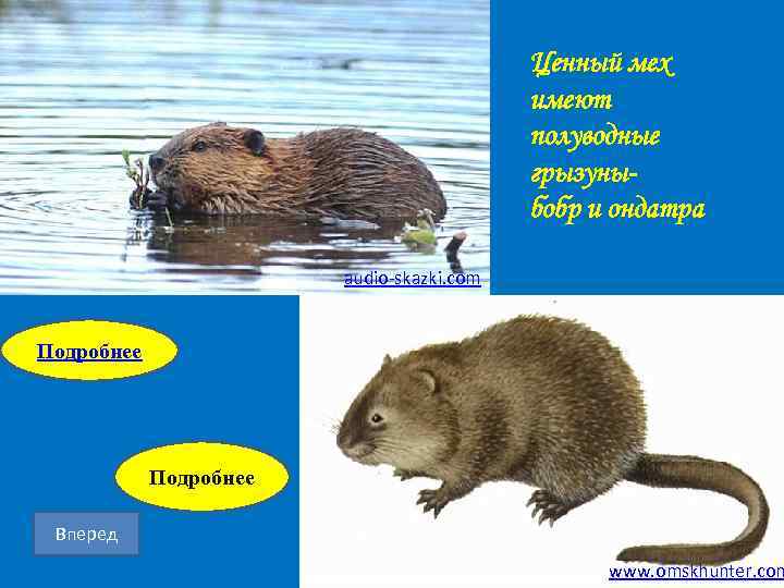 Ценный мех имеют полуводные грызуныбобр и ондатра audio-skazki. com Подробнее Вперед www. omskhunter. com