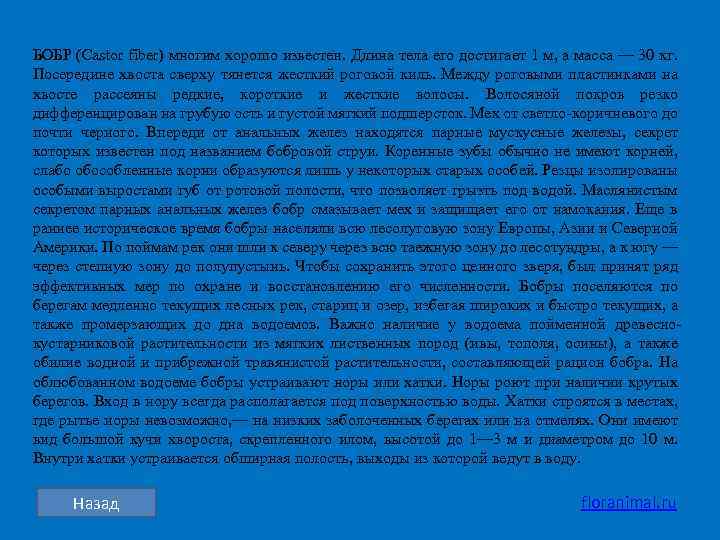 БОБР (Castor fiber) многим хорошо известен. Длина тела его достигает 1 м, а масса