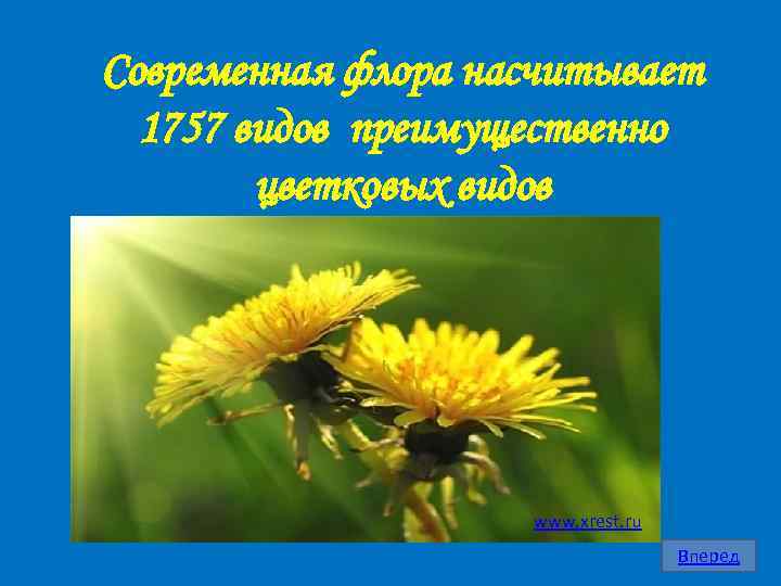 Современная флора насчитывает 1757 видов преимущественно цветковых видов www. xrest. ru Вперед 