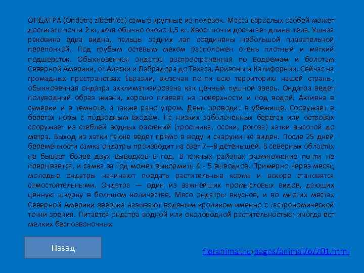ОНДАТРА (Ondatra zibethica) самые крупные из полевок. Масса взрослых особей может достигать почти 2