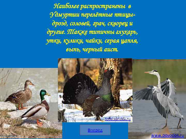 Наиболее распространены в Удмуртии перелётные птицыдрозд, соловей, грач, скворец и другие. Также типичны глухарь,