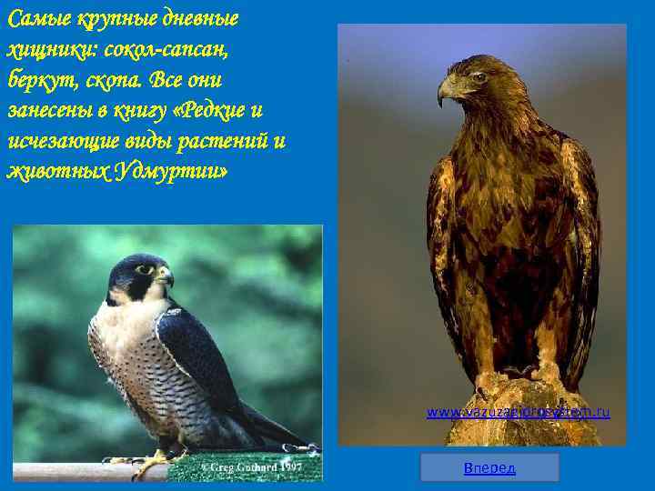 Самые крупные дневные хищники: сокол-сапсан, беркут, скопа. Все они занесены в книгу «Редкие и