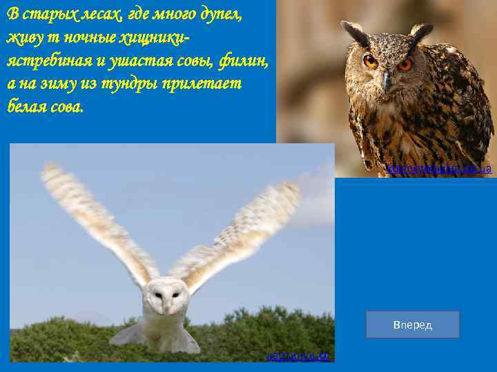 В старых лесах, где много дупел, живу т ночные хищникиястребиная и ушастая совы, филин,