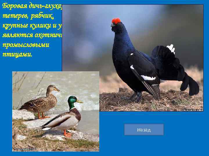 Боровая дичь-глухарь, тетерев, рябчик, крупные кулики и уткиявляются охотничьепромысловыми птицами. Назад 
