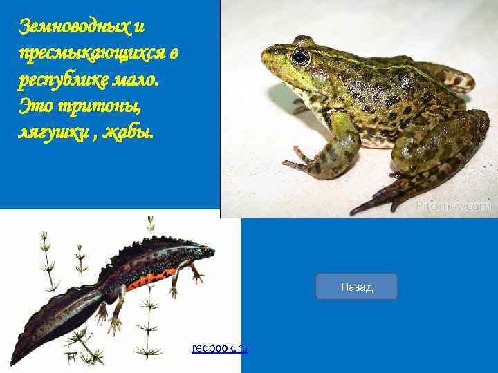 Земноводных и пресмыкающихся в республике мало. Это тритоны, лягушки , жабы. Назад redbook. ru
