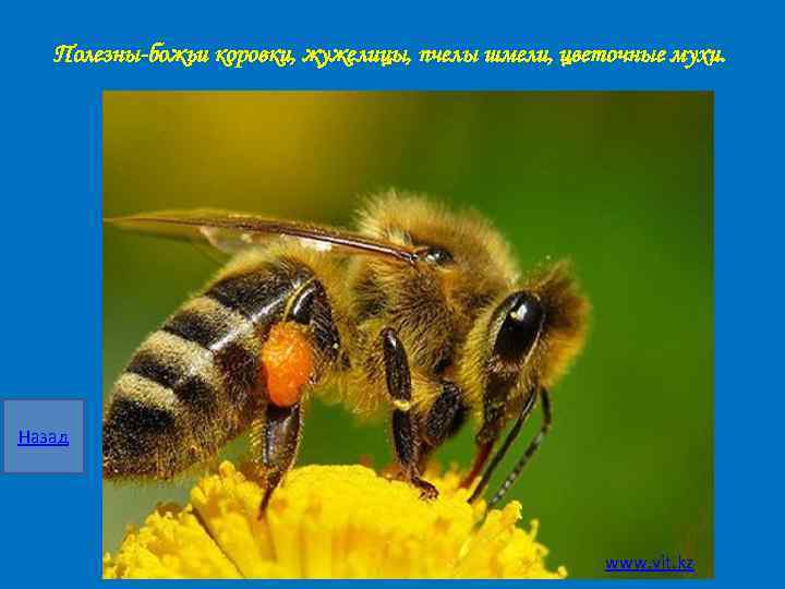 Полезны-божьи коровки, жужелицы, пчелы шмели, цветочные мухи. Назад www. vit. kz 