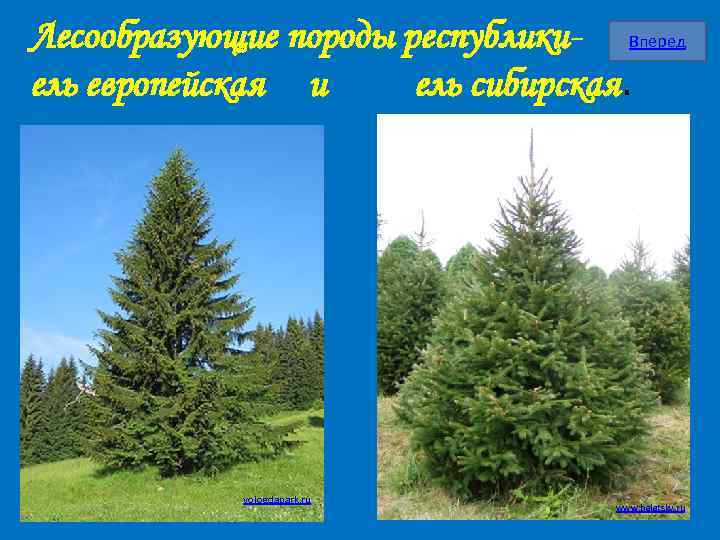 Лесообразующие породы республики- Вперед ель европейская и ель сибирская. vologdapark. ru www. balatsky. ru