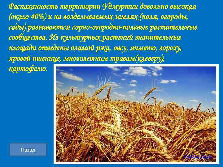 Распаханность территории Удмуртии довольно высокая (около 40%) и на возделываемых землях (поля, огороды, сады)