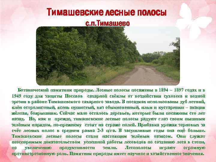 Тимашевские лесные полосы с. п. Тимашево Ботанический памятник природы. Лесные полосы посажены в 1894