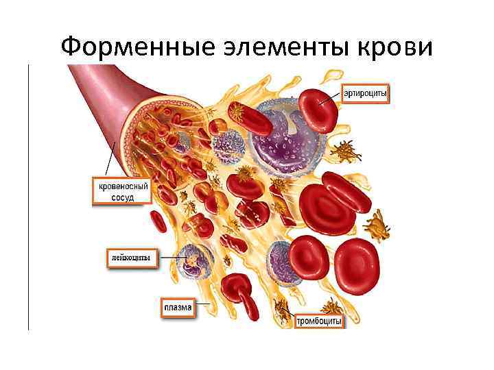 Форменные элементы крови 