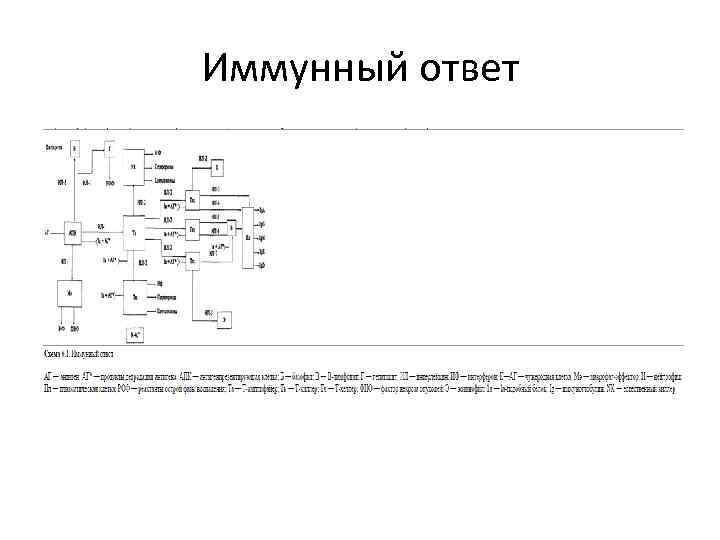 Иммунный ответ 