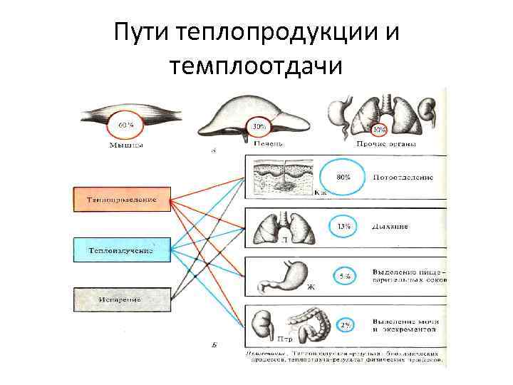 Пути теплопродукции и темплоотдачи 