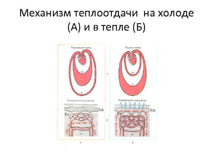 Механизм теплоотдачи на холоде (А) и в тепле (Б) 